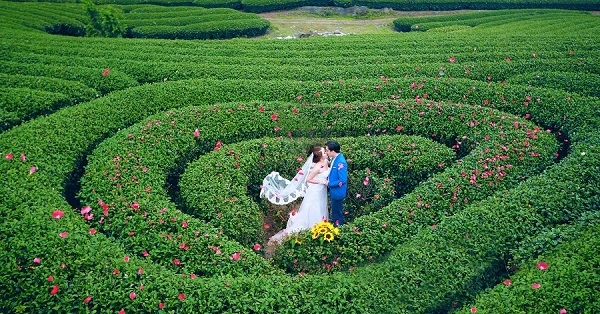Đồi chè trái tim ở Mộc Châu.